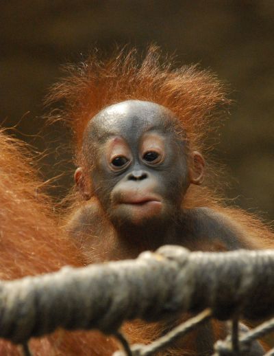 baby orang hutan